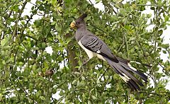 White-bellied Go-away-bird